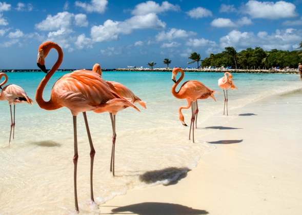 flamingos-on-the-beach-istock_8252068_large-2-2_1581675580-b742d484c31f82c4f086038df9b9b77a.jpg